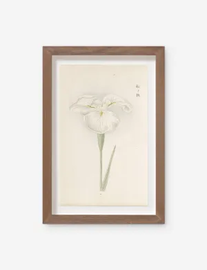 Vintage Japanese Iris No. 10 Wall Art by Miyoshi Manabu