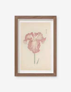 Vintage Japanese Iris No. 18 Wall Art by Miyoshi Manabu
