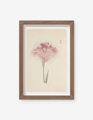 Vintage Japanese Iris No. 19 Wall Art by Miyoshi Manabu