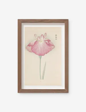 Vintage Japanese Iris No. 23 Wall Art by Miyoshi Manabu