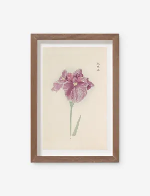 Vintage Japanese Iris No. 24 Wall Art by Miyoshi Manabu
