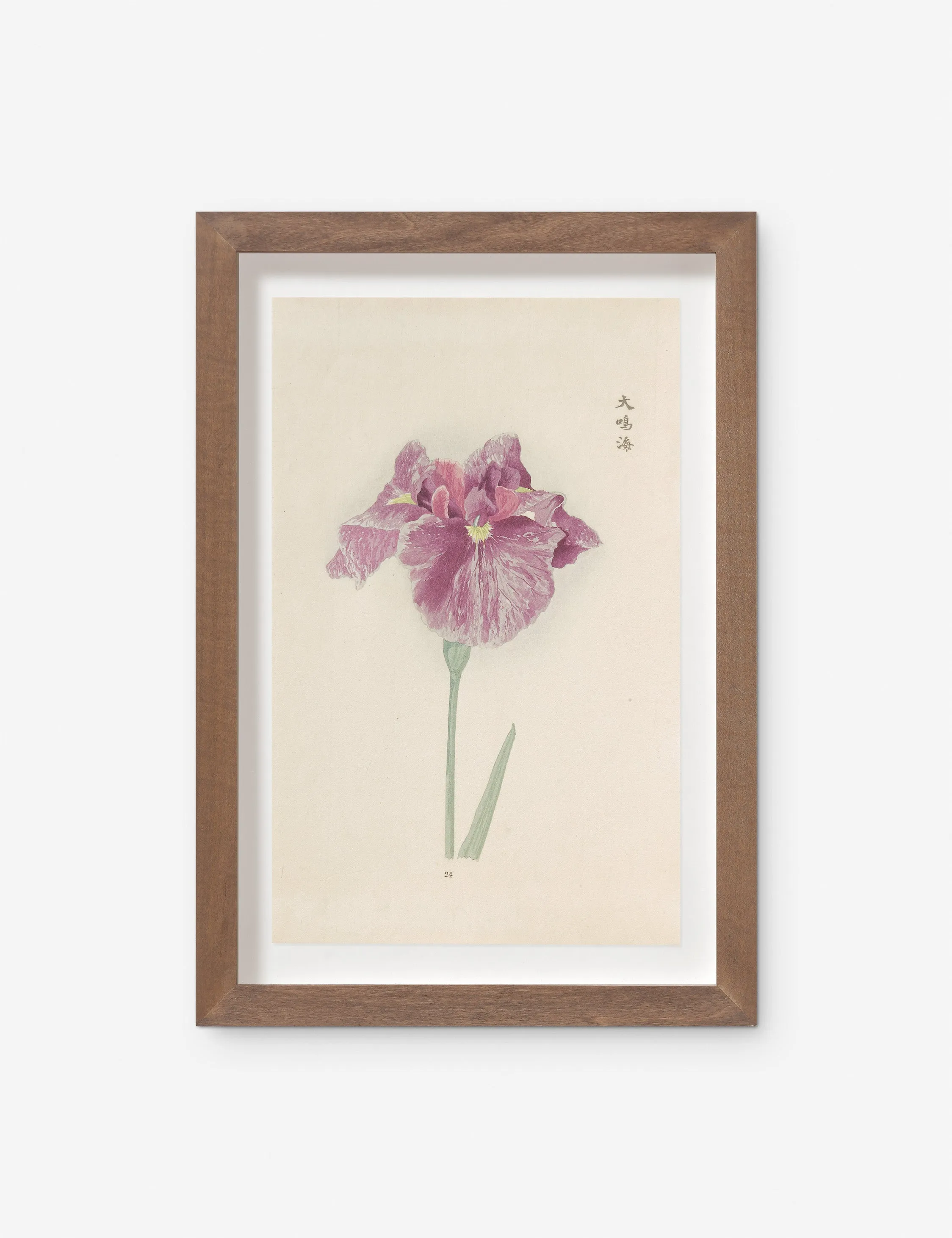 Vintage Japanese Iris No. 24 Wall Art by Miyoshi Manabu