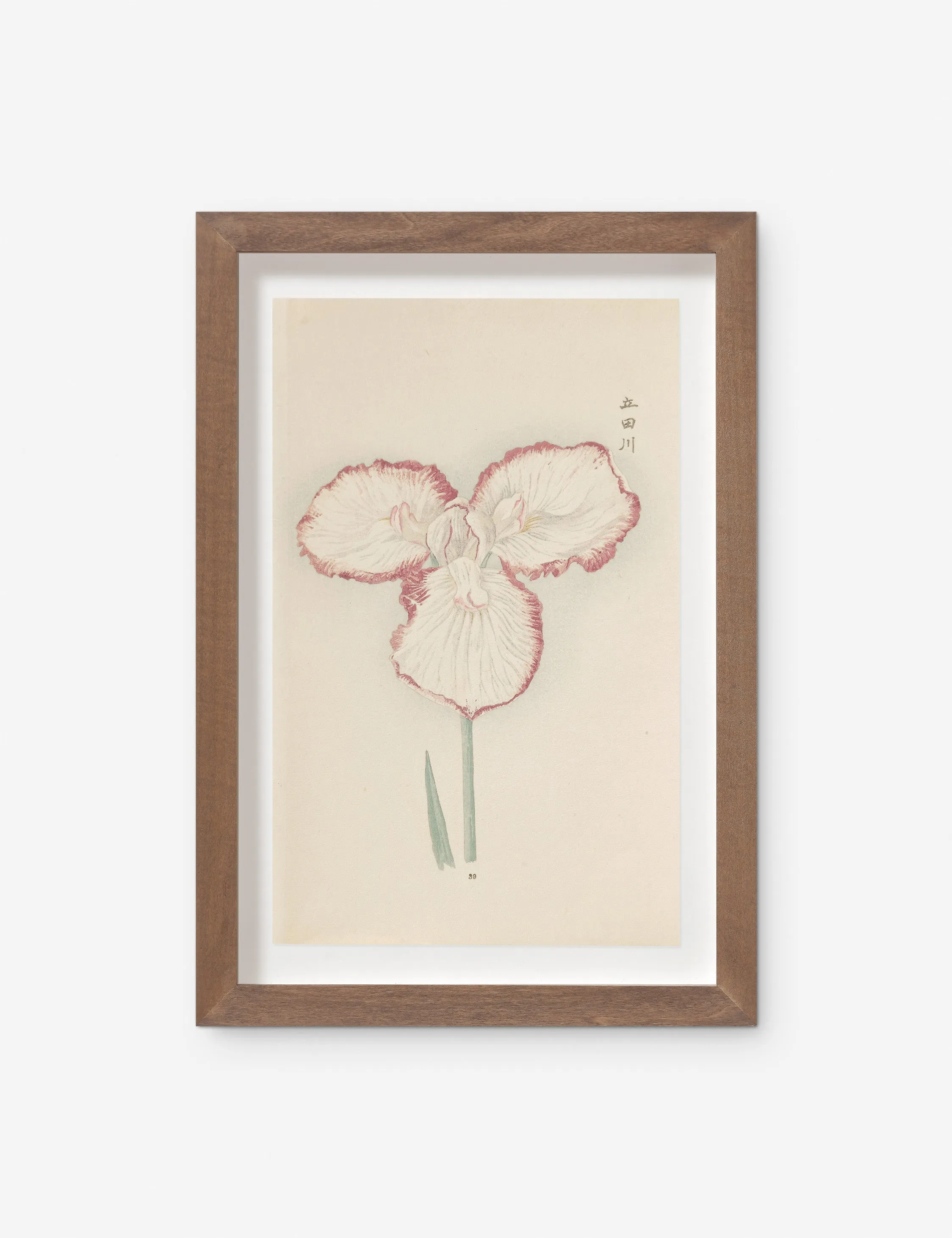 Vintage Japanese Iris No. 30 Wall Art by Miyoshi Manabu