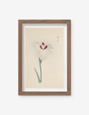 Vintage Japanese Iris No. 31 Wall Art by Miyoshi Manabu