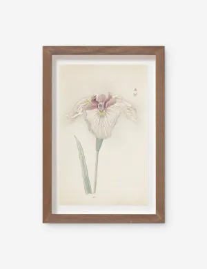 Vintage Japanese Iris No. 33 Wall Art by Miyoshi Manabu